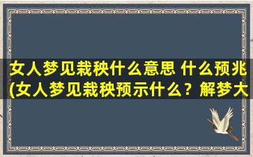 女人梦见栽秧什么意思 什么预兆(女人梦见栽秧预示什么？解梦大全为你解答！)